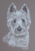 west highland terrier picture - portrait of Molly