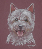 west highland terrier picture - portrait of Sooty
