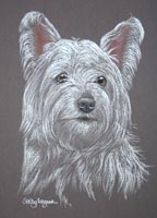 west highland terrier picture - portrait of Lucy