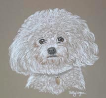 pastel portrait of bichon_frise_benji
