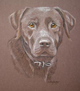 portrait of chocolate labrador - Milton