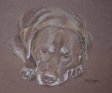 chocolate labrador portrait - Tucker with head on paws