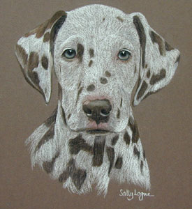 dalmations facts