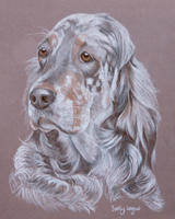 english setters portraits - Lucy