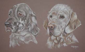 english setter portraits - Popy and Ruby