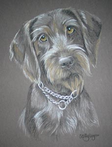  german wire-haired pointer portrait - Holly
