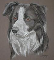 Border Collie _ Ted
