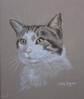 Tabby and white Cat portrait - Bertie