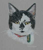 black and white cat portrait - hamish