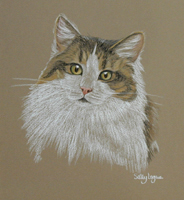 cat portrait - Lucky