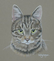 Taby Cat portrait - Rosie