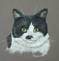 Black and White Cat portrait - Smudge