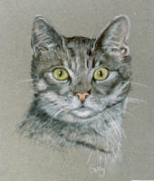 Tabby Cat portrait_Sophie
