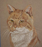 Ginger tom cat portrait_Tweed