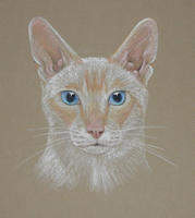 Colourpoint, shorthair cat portrait  - Simon