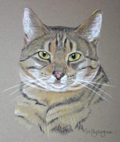 bengal cat portrait - Ziggi