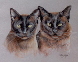 Burmese Cats portrait - Rosie and Jasmine