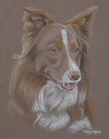 red collie