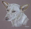 Sascha