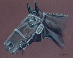  Black thoroughbred stallion portrait - Echo