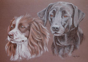 double dog portraits - Springer Spaniel and Lab