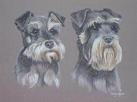double dog portraits - Miniature Schnauzer