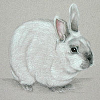 Dwarf Netherlands Rabbit portrait in Pastel - Misty