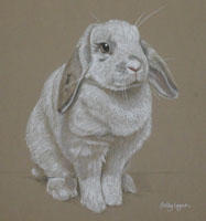 Rabbit portrait - Rosie