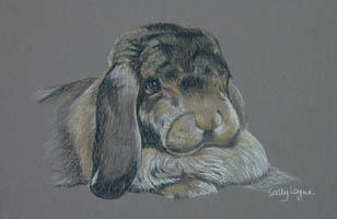 Lop eared rabbit portrait - Worf