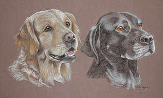 double dog portrait - Retriever and Labrador
