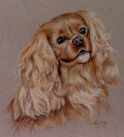 Dog Portrait - Cavalier King Charles Spaniel - Pudsey
