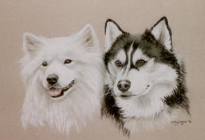 double dog portraits - Samoid and Husky