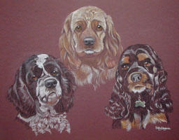 Spaniels - Zak, Dylan and Rudy