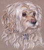 terrier_Mellow