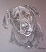 black Labrador - portrait of Jody