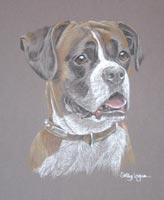 boxer dog - portrait of Lara