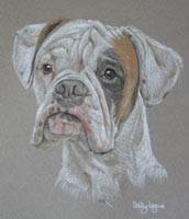 boxer dog portrait - Bobby