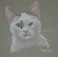 cat portrait - Fudge