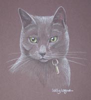 russian blue cat portrait - Aurie