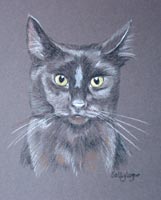 black cat portrait - Scare