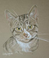 portrait of tabby cat - Tom