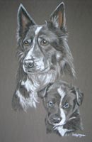 border collie dog and pup - Meg and Mitch