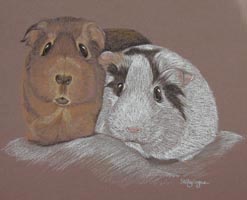 Guinea pig portrait - Yin and Yang