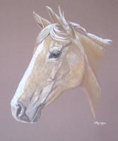 horse portrait jessica