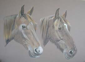 Megan and Fiva - portrait of two horses - welsh cob and Anglo Arab