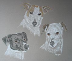 3 jack russels - Toby Kelly and Dan