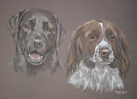 portraits of labrador and springer - Becky and Gem