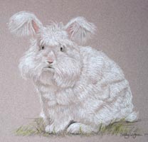 white angora buck rabbit, portrait of Frosty Colin Powel of Bourne