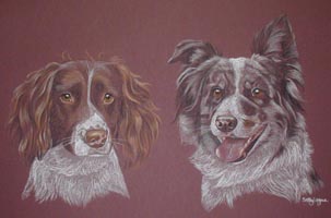 Springer and collie - Kizzy and Penny