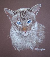 chocolate point tabby siamese cat - Sequoia